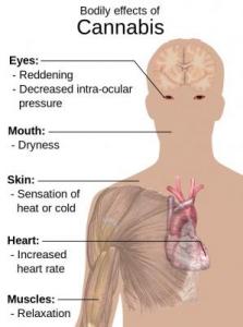 Main short-term physical effects of cannabis